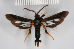 Vitacea scepsiformis