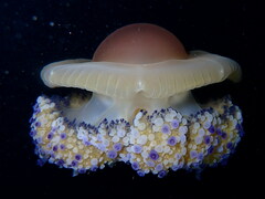 Cotylorhiza tuberculata