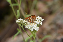 Euphydryas