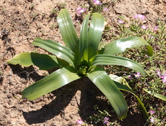 Ornithogalum xanthochlorum