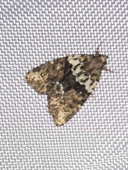 Bryophilinae