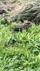 Sturnus vulgaris