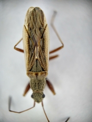 Paromius longulus