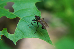 Empis