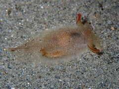 Pleurobranchaea meckeli