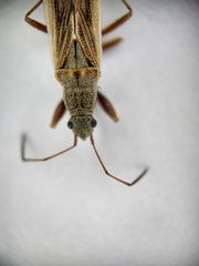 Paromius longulus
