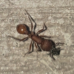 Pogonomyrmex