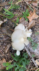 Pleurotus