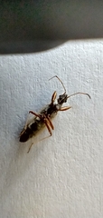 Paromius longulus