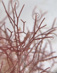 Amphiroa fragilissima