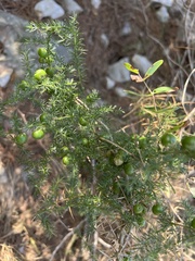 Asparagus