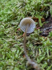 Mycena
