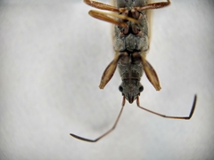 Paromius longulus
