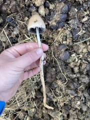 Panaeolus papilionaceus