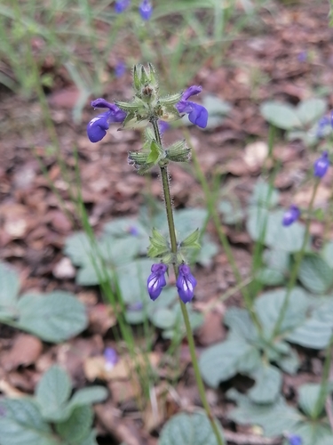 Image of Salvia nana by (c) Erick Vélez Sánchez, some rights reserved (CC BY)