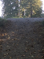 Poecile atricapillus