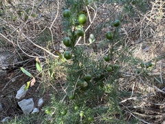 Asparagus