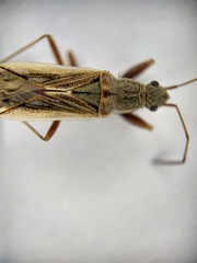 Paromius longulus