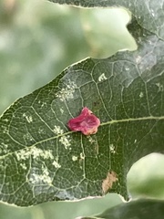 Neuroterus albipes