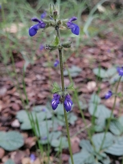 Salvia nana