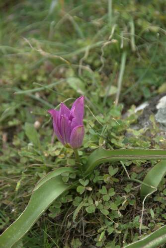 Tulipa saxatilis