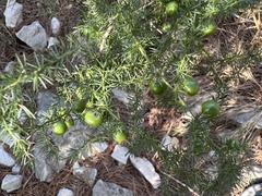 Asparagus