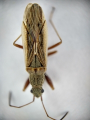 Paromius longulus