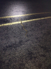 Bogertophis subocularis