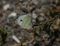 Heliotropium styligerum