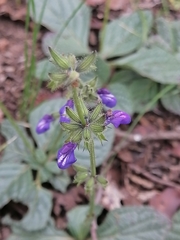 Salvia nana