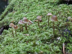 Mycena