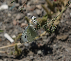 Heliotropium styligerum