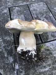 Boletus reticulatus