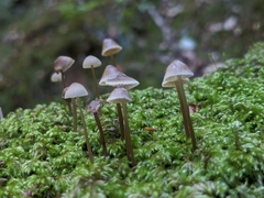 Mycena