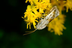 Ponometia candefacta