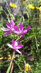Hesperantha pauciflora