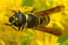 Euodynerus foraminatus