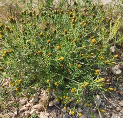 Dyssodia papposa