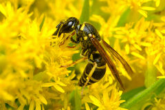 Euodynerus foraminatus