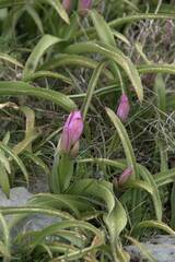 Tulipa
