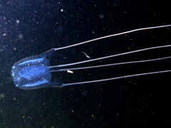 Carybdea marsupialis