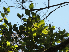 Pterophylla racemosa