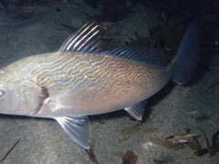 Umbrina cirrosa