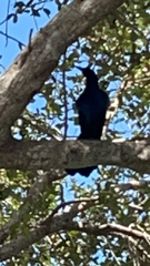 Quiscalus major westoni