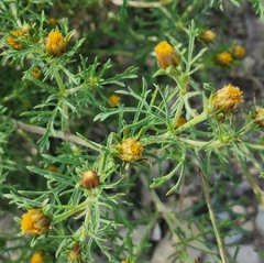 Dyssodia papposa