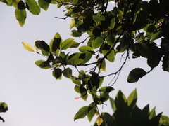 Pterophylla racemosa