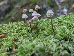 Mycena