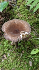Pseudoclitocybe cyathiformis