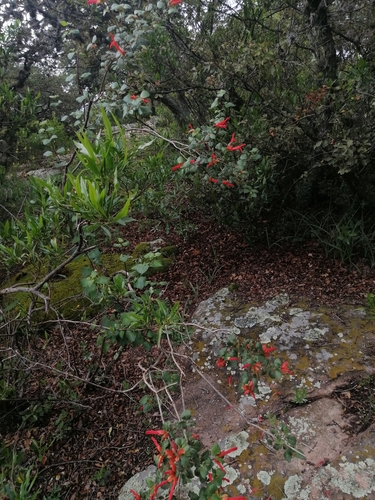 Image of Salvia regla by (c) Erick Vélez Sánchez, some rights reserved (CC BY)