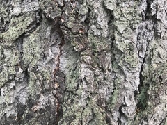 Rinodina